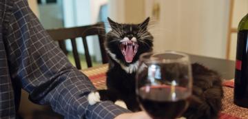 Защо виното е токсично за котките