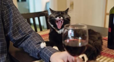 котка и стопанка с чаша вино