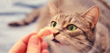 7 миризми, които котките обичат