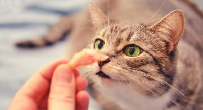 котка играе с маслина