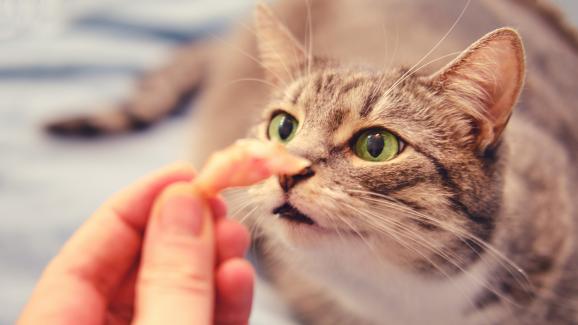 7 миризми, които котките обичат