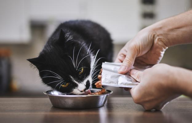 котка и храна