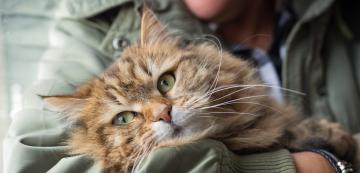 5 прости причини, поради които котките обичат да се гушкат