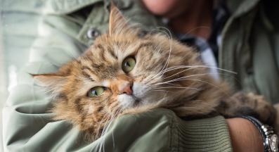 котка и собственик