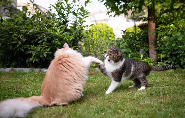 две котки се бият