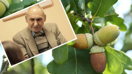 жълъди Веселин Орешков