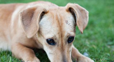 куче репички