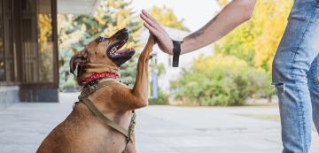 По-добри заедно: как кучетата и хората си помагат взаимно