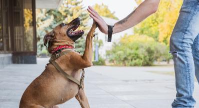 куче човек щастие