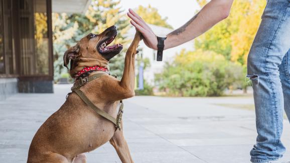 По-добри заедно: как кучетата и хората си помагат взаимно