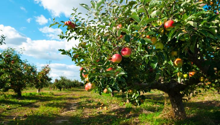 ябълки реколта - Агро Телеграф: Чакаме топкачество плодова реколта