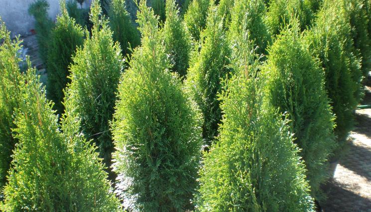 Туи - Агро Телеграф: Туите съхнат в цяла Европа