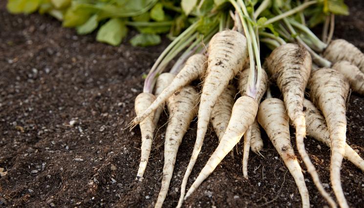 пащърнак - Агро Телеграф: Вадим пащърнака през септември