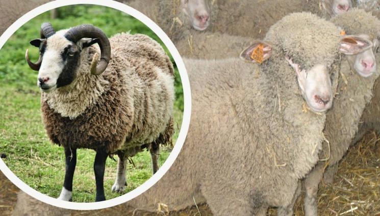 коч - Агро Телеграф: Харемното заплождане изтощава коча