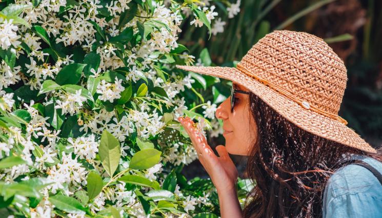 жасмин - Агро Телеграф: Есента идва, време е за жасмина