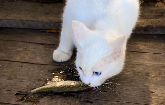 котка яде риба