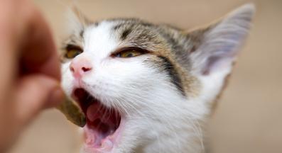 котка яде риба