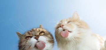 Какви са предимствата и недостатъците на съжителството с две котки