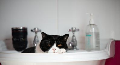 котка и котешка тоалетна