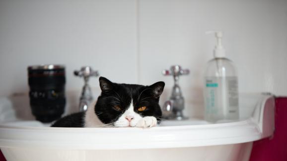 6 начина да спрете котката ви да уринира в мивката
