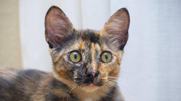 10 породи котки, които се срещат в шарен цвят