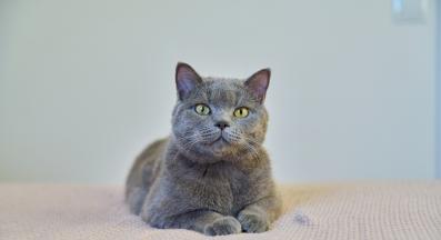 Котка у дома