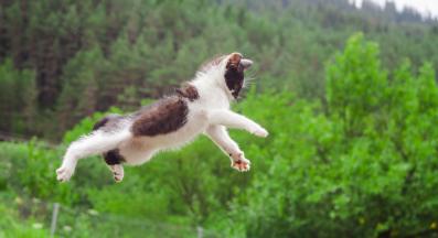 котка скача