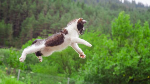 Вярно ли е, че котките винаги се приземяват на краката си