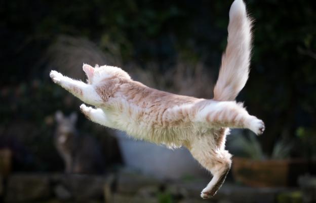 котка скача