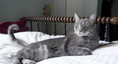 котешка опашка