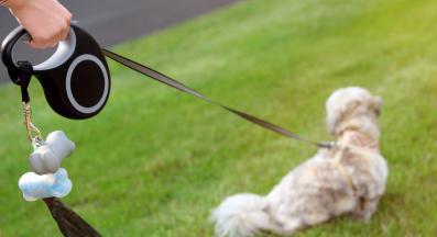 куче изхождане