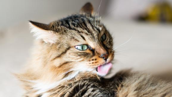 Защо котките винаги миришат толкова добре