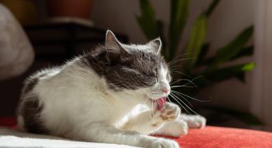 котка се мие