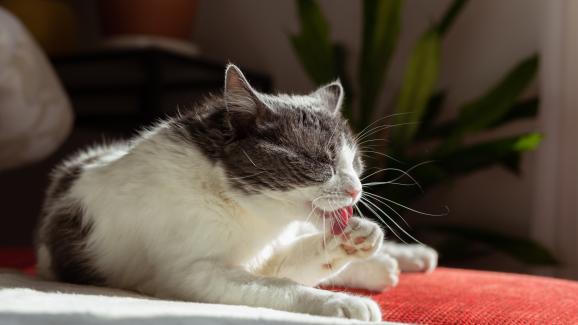 Защо почистването на козината преди и след хранене е важно за котките