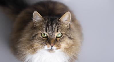 Сибирска котка