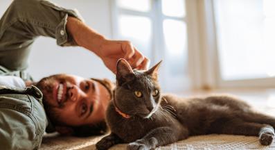 Руска синя котка