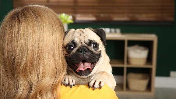 10 породи кучета, които обичат да се гушкат