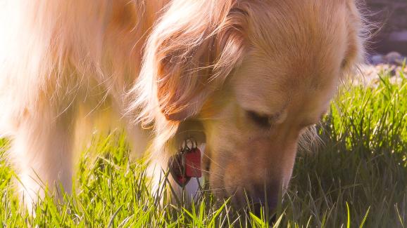 Защо кучетата ближат собствената си урина