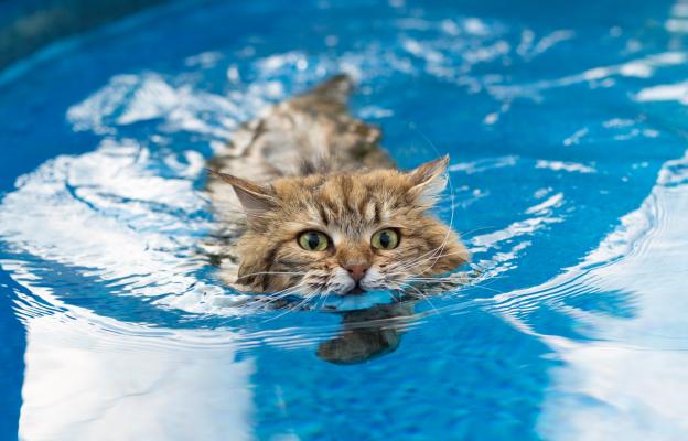 котка и вода