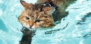 Могат ли котките да плуват: истини и митове около котките и водата