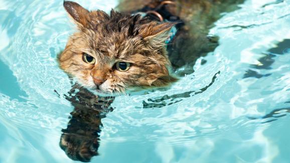 Могат ли котките да плуват: истини и митове около котките и водата