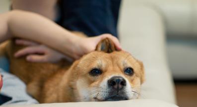 куче галене