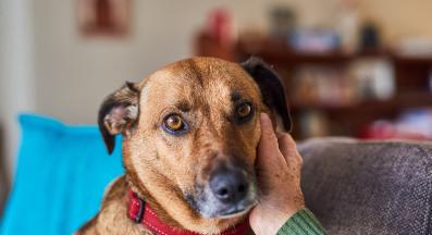 куче галене