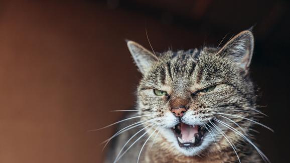 5 причини защо котките мяукат в отговор на стопаните си