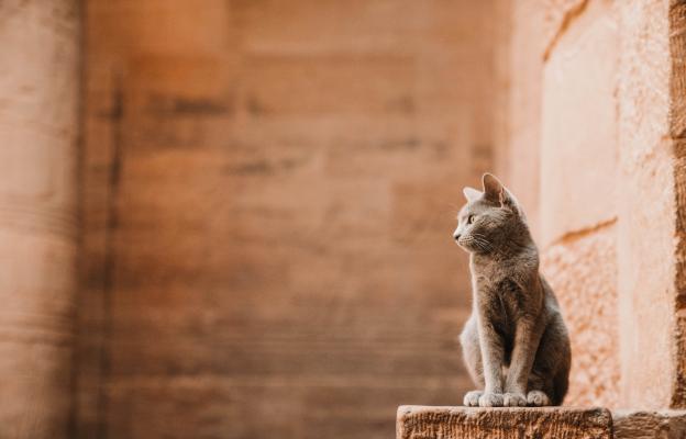 котка Древен Египет
