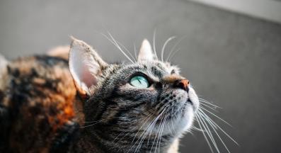 котка у дома