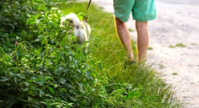 куче коприва