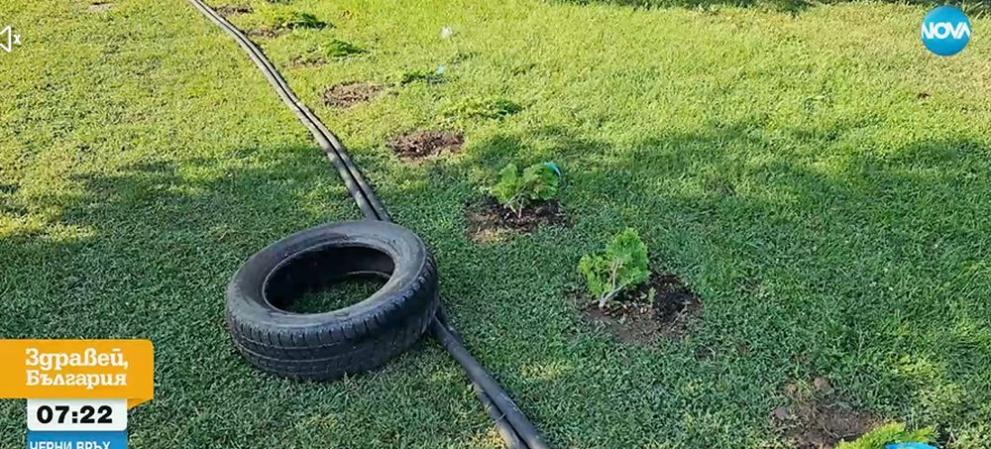 Мъж е изрязал с лозарска ножица 15 новозасадени дръвчета туя