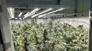 Оставиха в ареста мъжете отглеждали растения марихуана в две високотехнологични