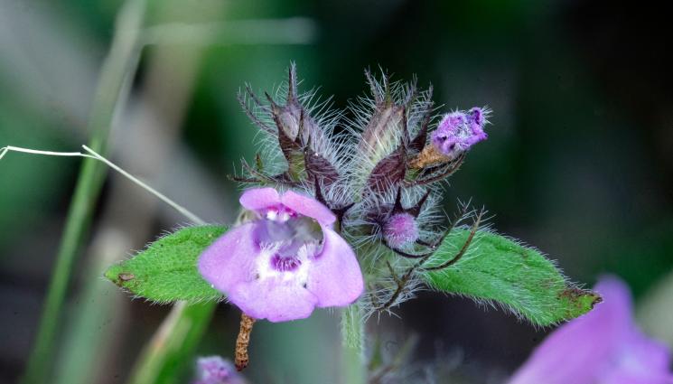 билка - ЛЕК ОТ ПРИРОДАТА: Билката на Левски вълшебна - вдига имунитета, пийте от нея по три пъти на ден!
